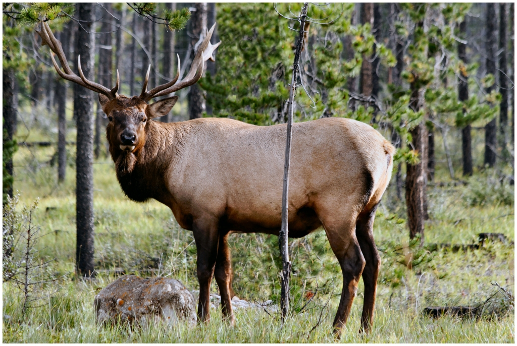 05 - Jasper NP (30).jpg